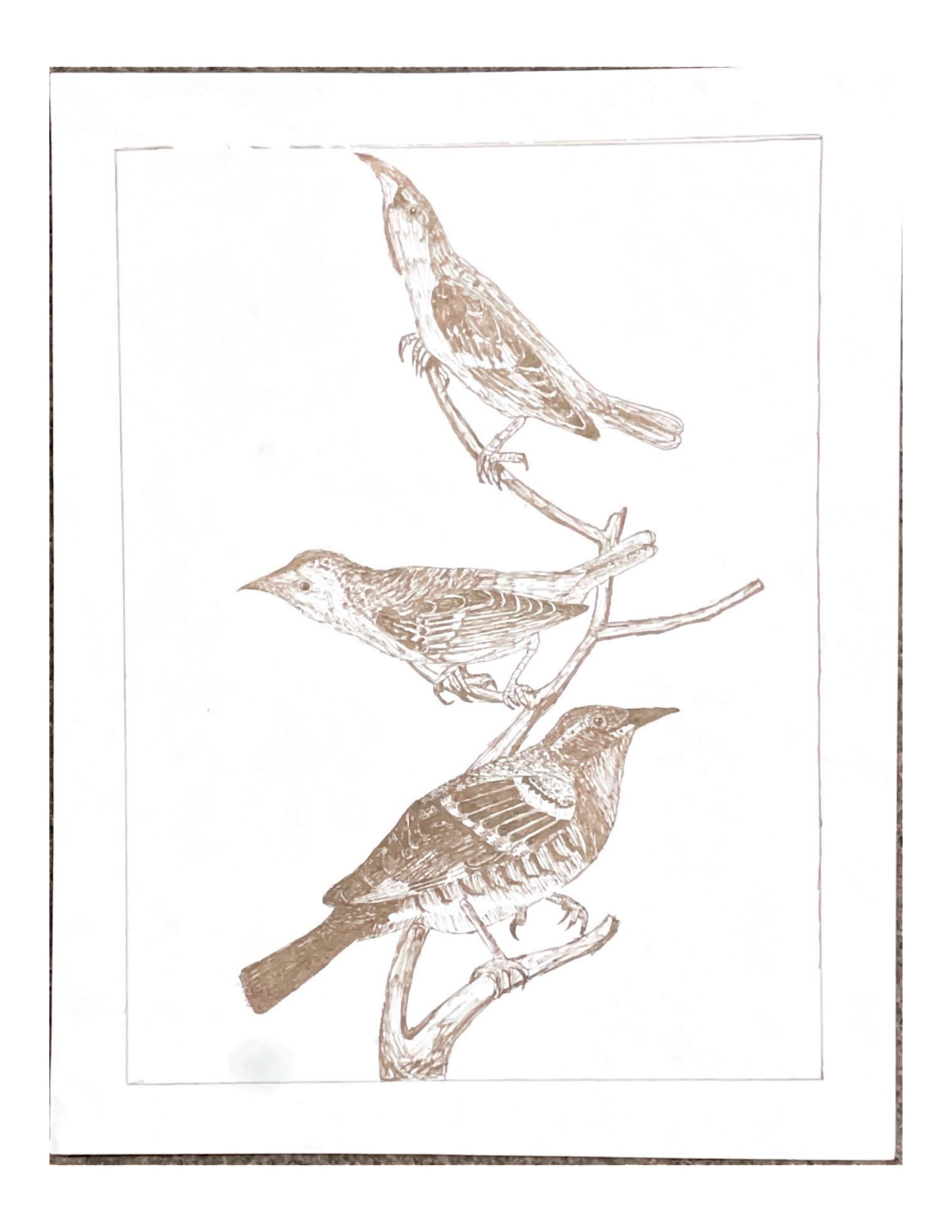 Birds