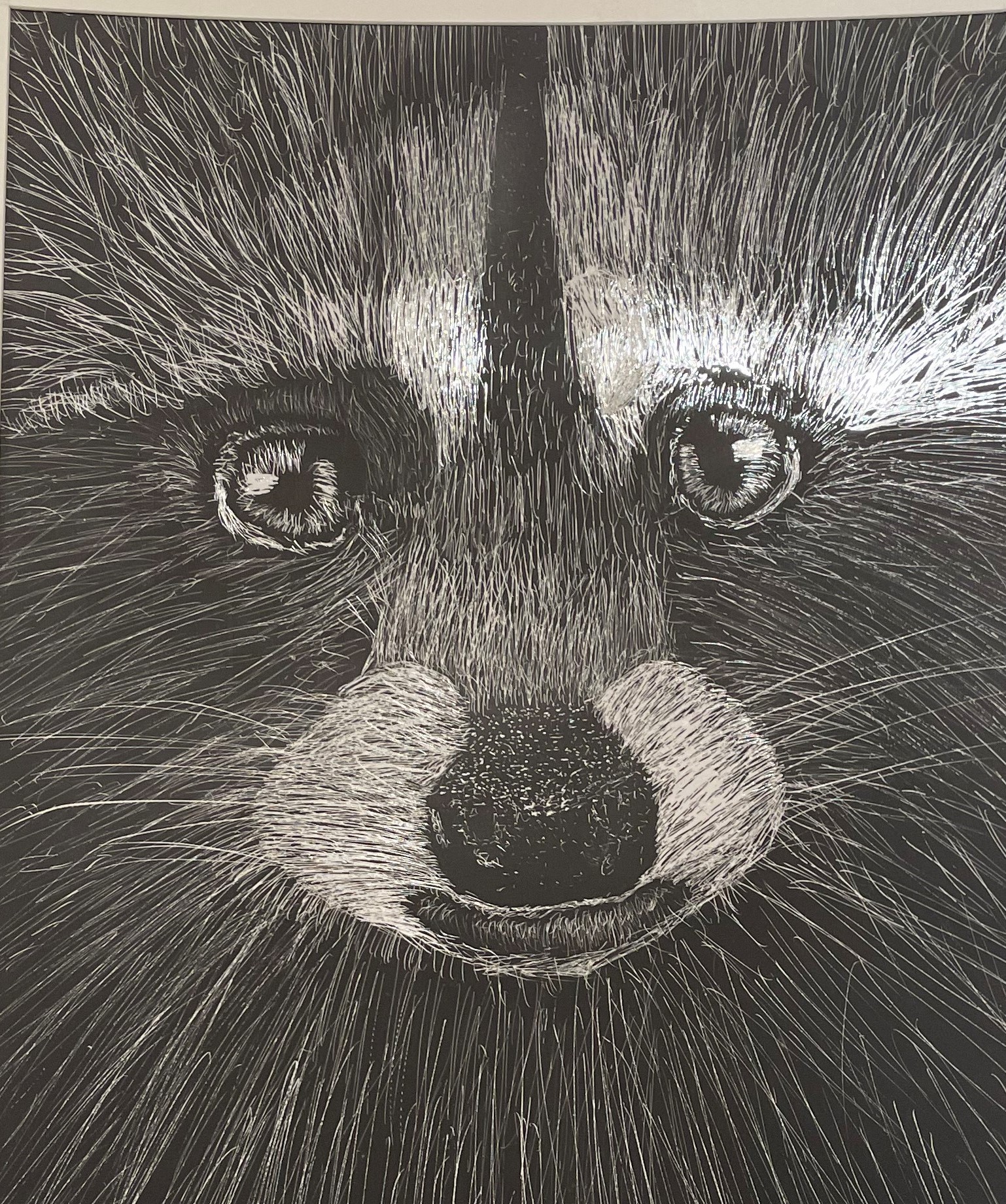 Racoon